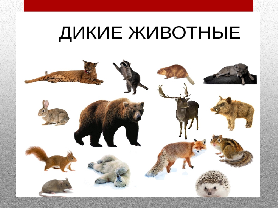 Урок дикие животные. Домашние животные. Дикие животные. Дикие животные 1 класс. Дикие животные 1 класс окружающий мир. Дикие и домашние животные России.
