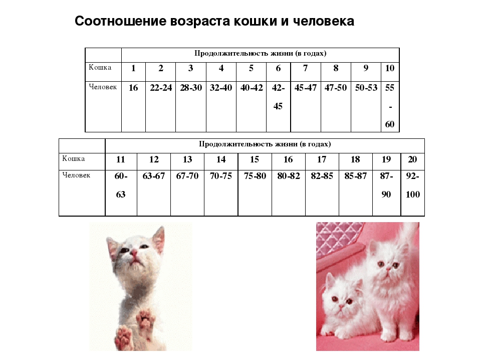 Возраст кошек в переводе на человеческий. Возраст кота и человека соотношение таблица. Возраст кошки и человека соотношение таблица. Возраст котенка по человеческим меркам таблица. Соотношение возраста кота и человека.