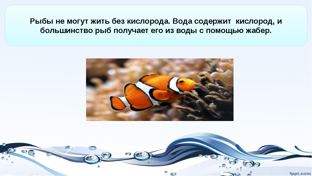 Почему рыбы живут в воде. Рыба которая живет без кислорода. Большинство рыб. Животное которое может жить без кислорода. Сколько растение может прожить без кислорода.