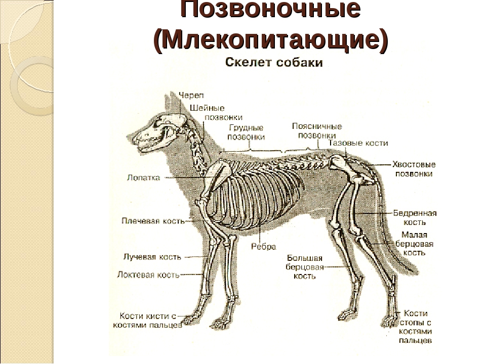 Внутреннее строение млекопитающих рисунок. Скелет собаки с описанием костей. Опорно двигательная система млекопитающих 7 класс биология. Опорно двигательная система млекопитающих 7 класс. Опорно двигательная система скелет собаки.