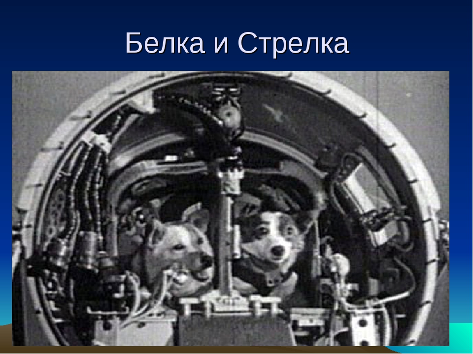Спутник 5 собаки. Корабль Спутник 5 с белкой и стрелкой. Ракета Спутник 5 белка и стрелка. Белка и стрелка в космосе. Белка и стрелка в космическом аппарате.