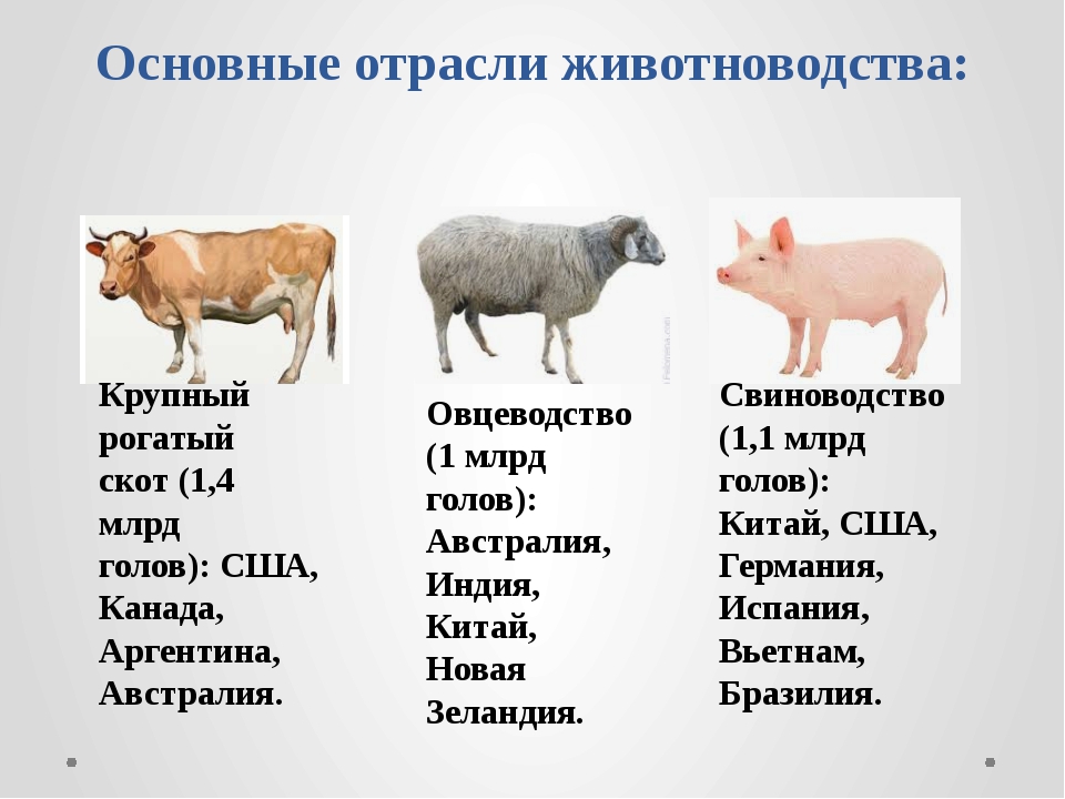 Окр мир животноводство тест. Отрасли животноводства таблица. Ведущие отрасли животноводства. Животноводство отрасли животноводства таблица. Животноводство три ведущие отрасли.