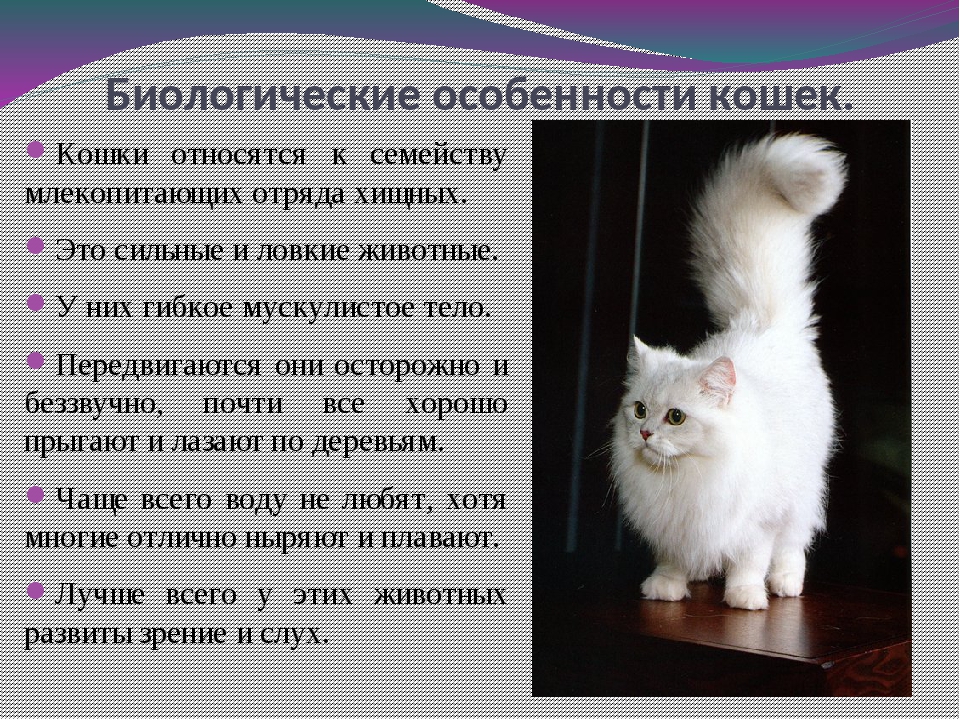 Какие особенности кошки. Характеристика кошки. Характеристика кошки домашней. Общая информация о породах кошек. Сообщение о кошке.