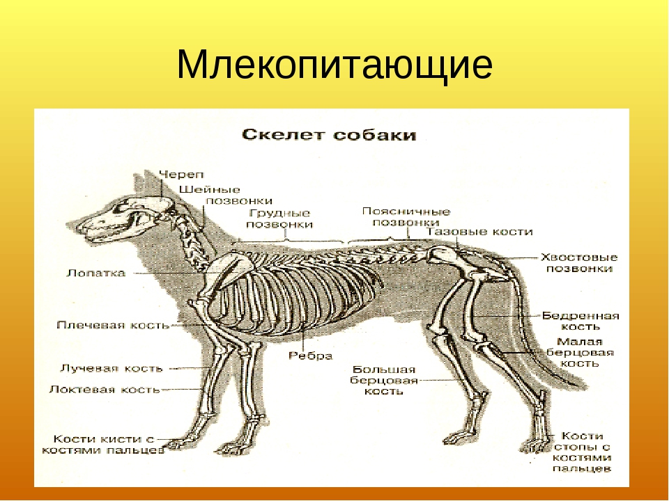 Отличие скелета человека от млекопитающего. Опорно двигательная система млекопитающих. Класс млекопитающие строение скелета. Скелет система млекопитающих 7 класс. Скелет млекопитающего 7 класс биология.