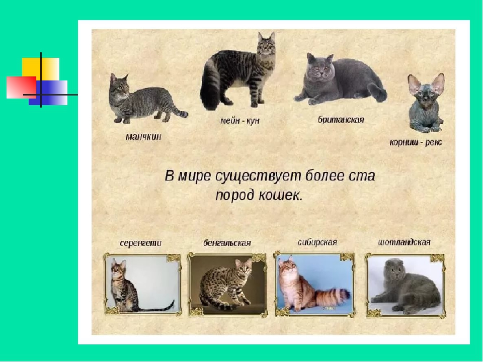 Домашние животные породы кошек
