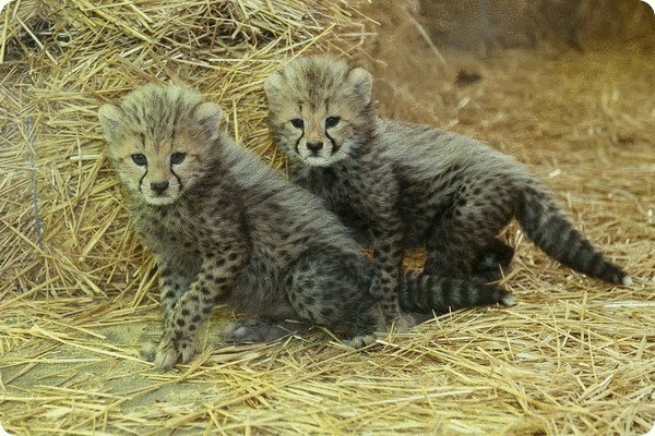 Детеныши гепарда из зоопарка Шёнбрунн - фоторепортаж
