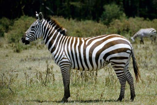 zebra