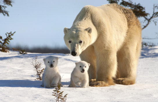 фото белых медведей