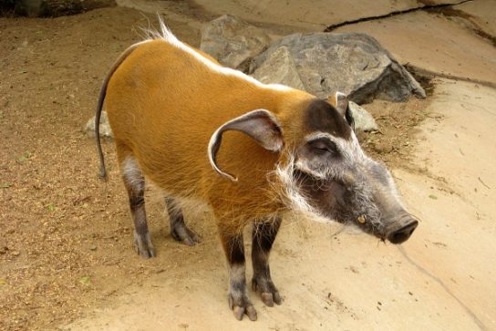 tapir