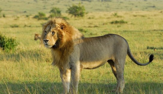 фото сенегальского льва