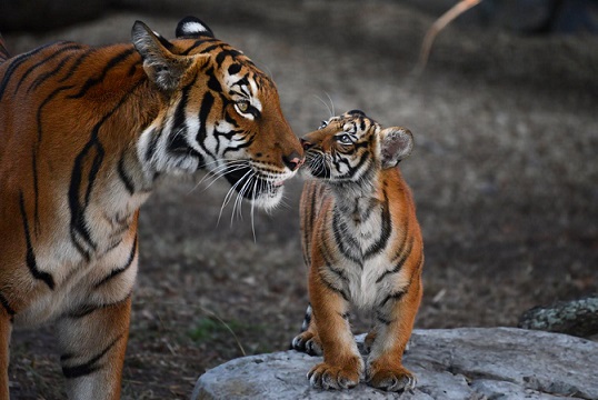 что ест бенгальский тигр