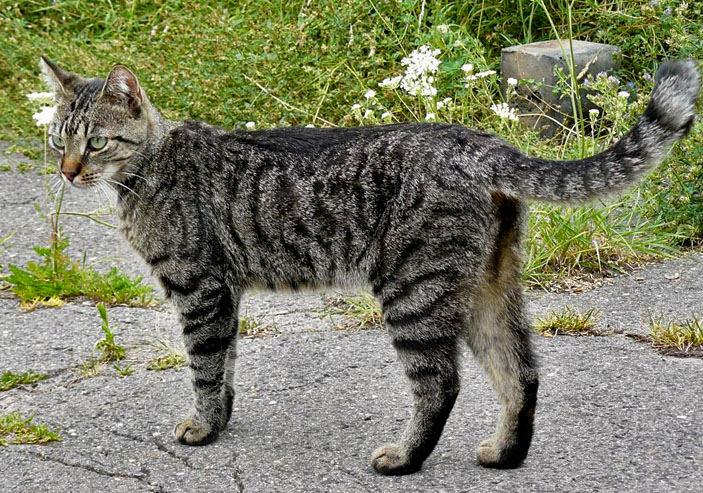 Современная домашняя кошка дикого окраса. Фото: Jens Nietschmann / Wikipedia / CC BY-SA 3.0 («Наука и жизнь» №8, 2017)  