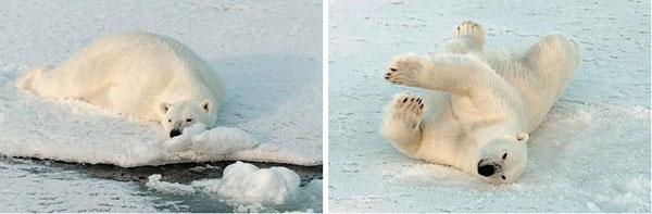 Белый медведь на морском льду — в своей естественной среде обитания. Фото Д. В. Черныха («Природа» №4, 2015)