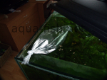 Initial fish acclimatization - bag in tank, resized image 2