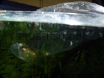 Initial fish acclimatization - bag in tank, resized image 3