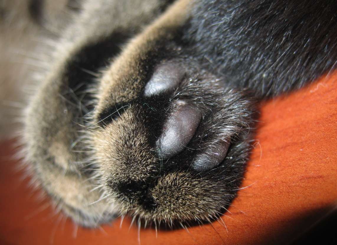 Лапка черного кота. Кошачьи подушечки на лапах. Подушечки на лапках у кошек. Черные подушечки лап у кошек. Кошачьи лапки черные подушечки.