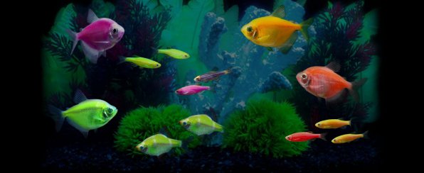 Флуоресцентные рыбки GloFish