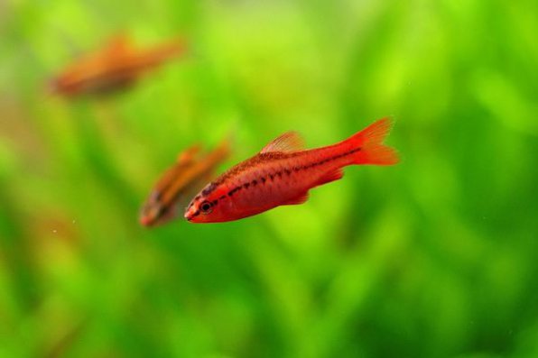 Барбус вишневый - яркие сочные маленькие рыбки