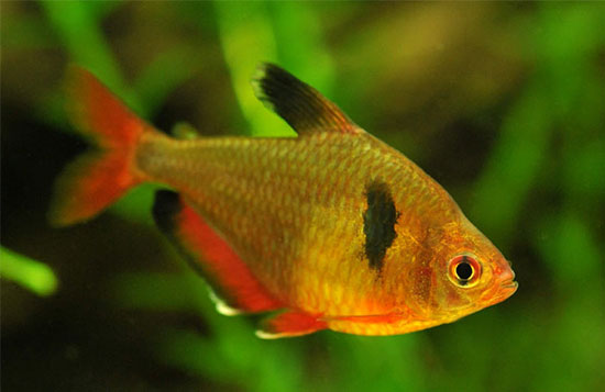 Минор рыбка - Hyphessobrycon minor