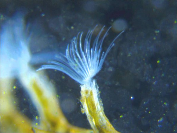 Мшанки (Bryozoa) в аквариуме фото