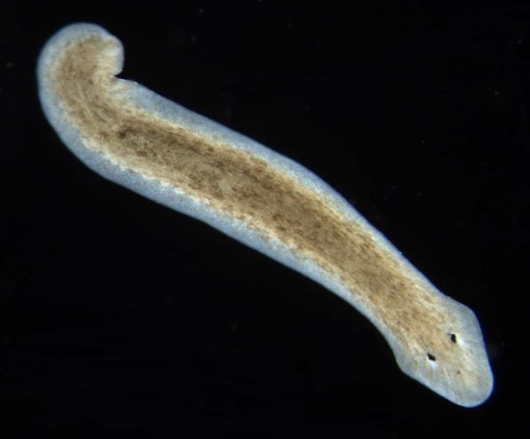 Планария (Dendrocoellum lacteum) в аквариуме фото