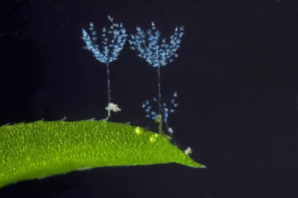Инфузория Зоотамния (Zoothamnium arbuscula) в аквариуме фото