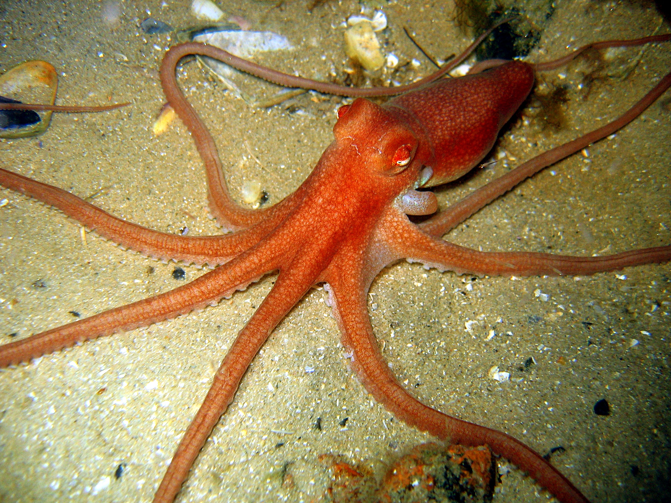 Головоногие осьминог. Спрут головоногий моллюск. Октопус моллюск. Осьминог Octopus Kaurna. Двужаберные головоногие.