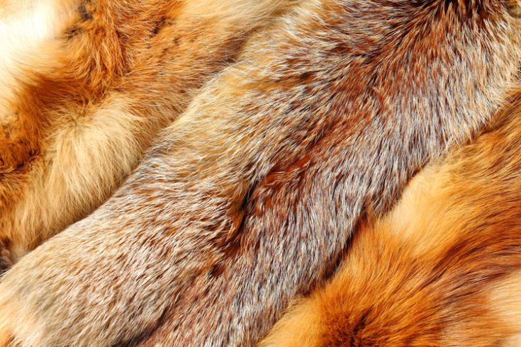 Ценность меха лисы