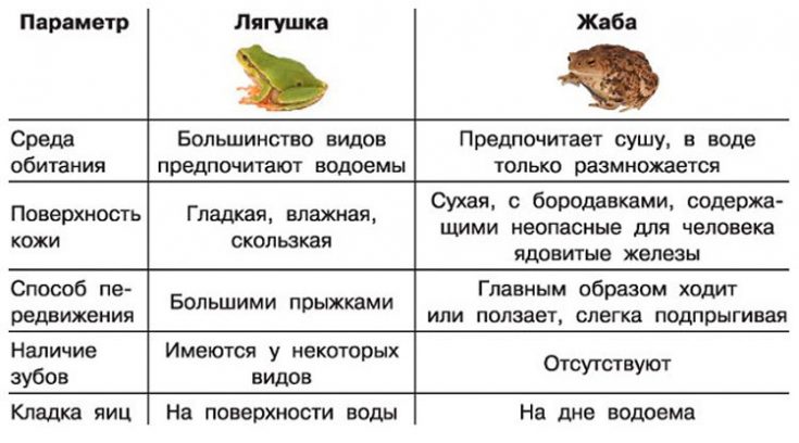 Различия лягушки и жабы