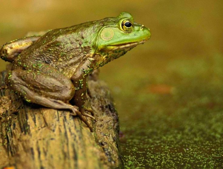 Различия лягушки и жабы