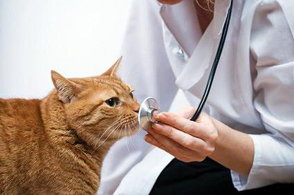 абсцесс у кошки антибиотики