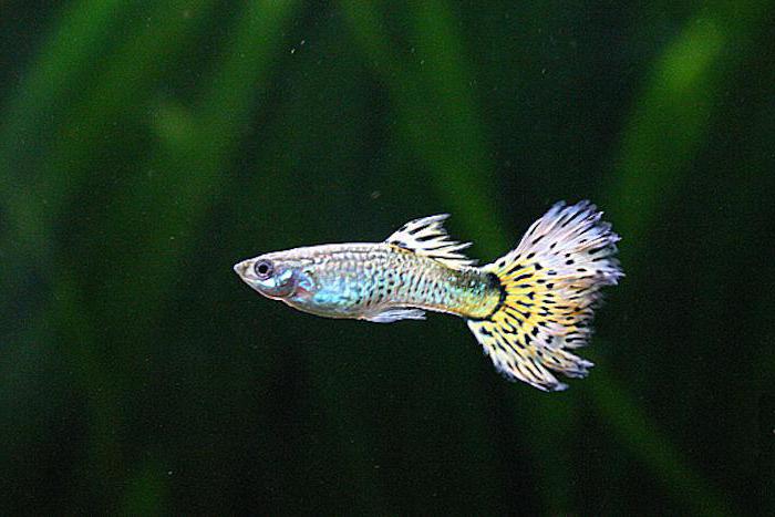 плавниковая гниль у золотых рыбок лечение