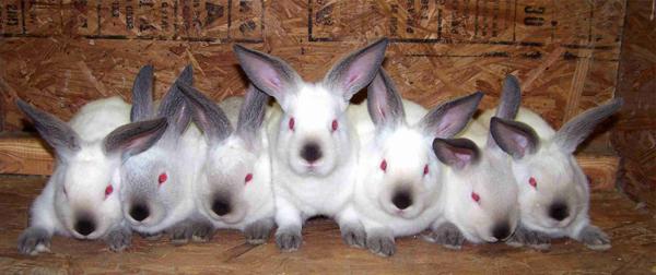 размножение кроликов в зимний период 