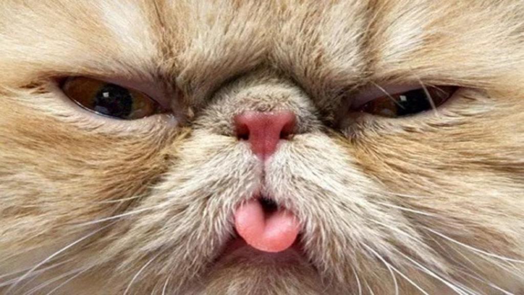 Кот с высунутым языком болезнь