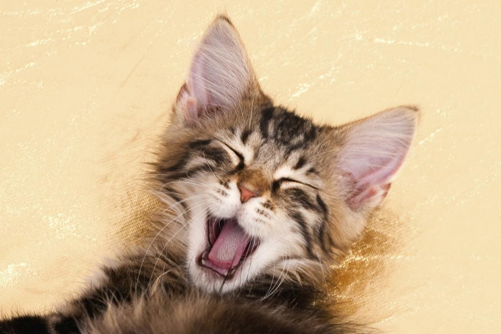 У котенка запах изо рта: причины, возможные заболевания и советы ветеринаров