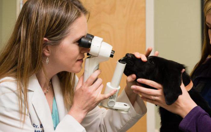 катаракта у собак лечение капли