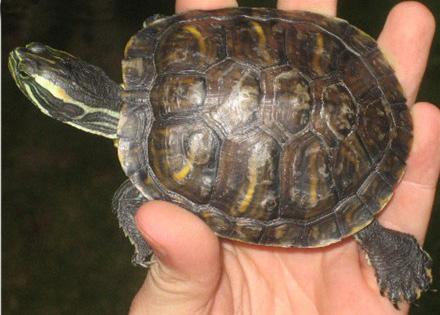 декоративная красноухая черепаха размеры 
