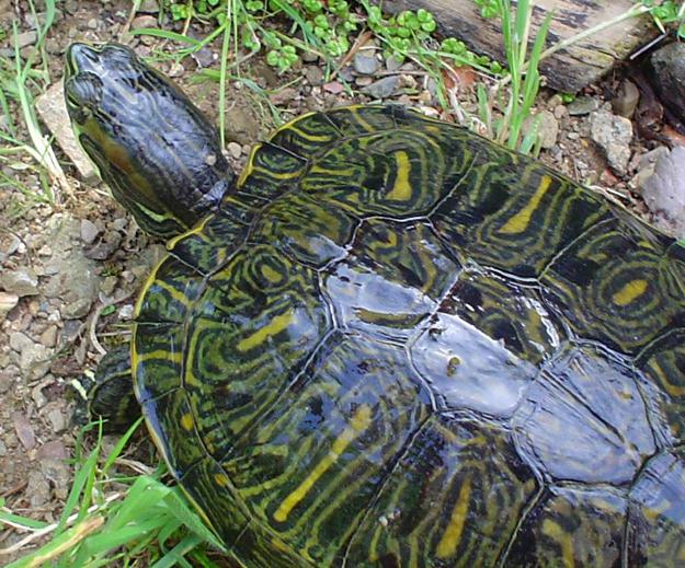 каких размеров достигает красноухая черепаха 