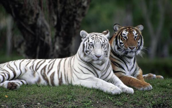 Животное Красной книги белый тигр