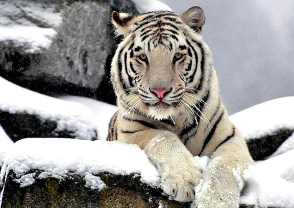 Белый тигр описание животного