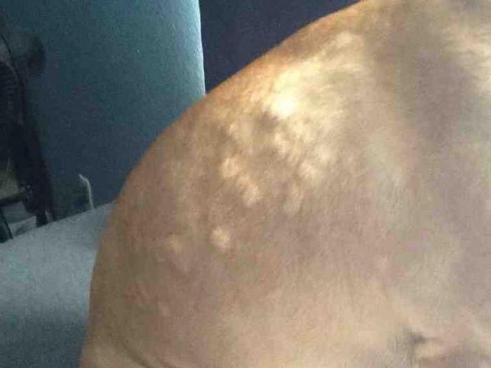 шишка у собаки на спине под кожей причины и лечение
