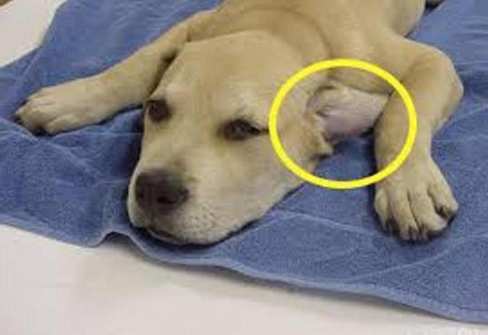 шишка у собаки под кожей на лапе носу шее холке