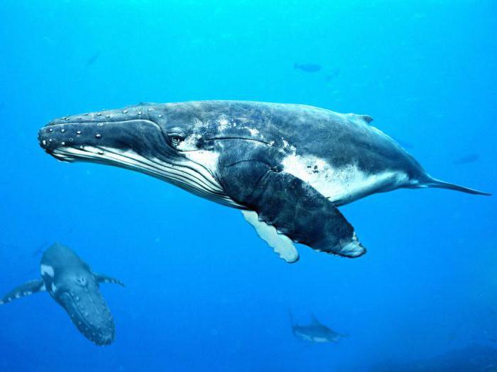 кит интересные факты