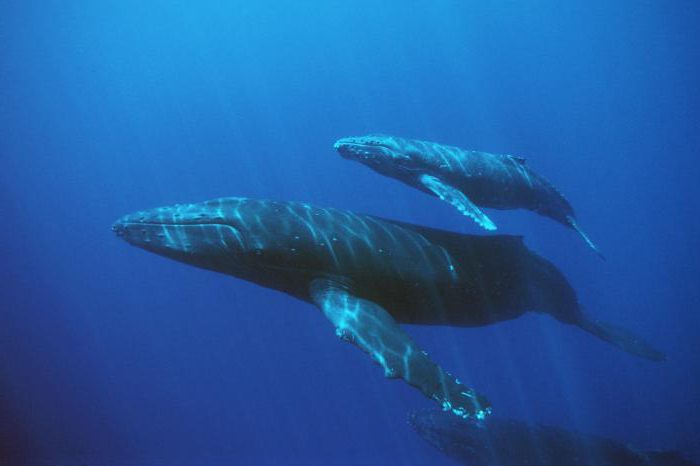  кит рыба или млекопитающее
