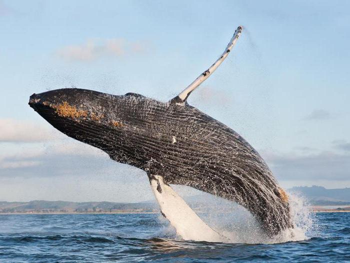кит самое большое млекопитающее