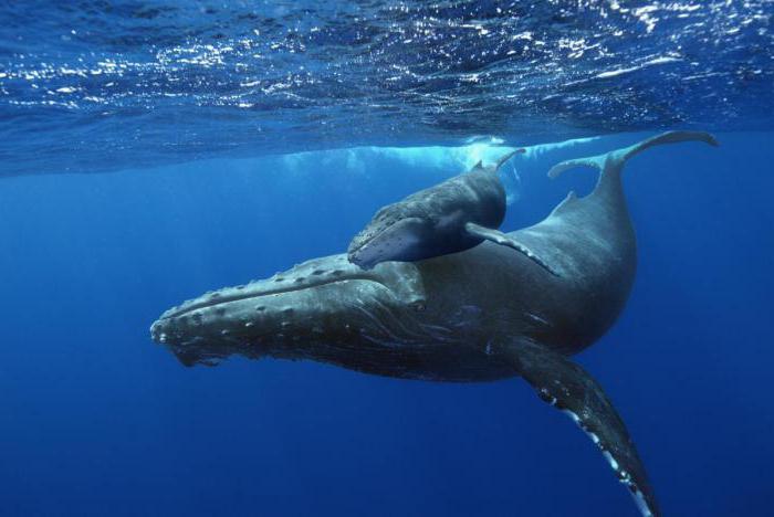 синий кит самое большое существо на земле