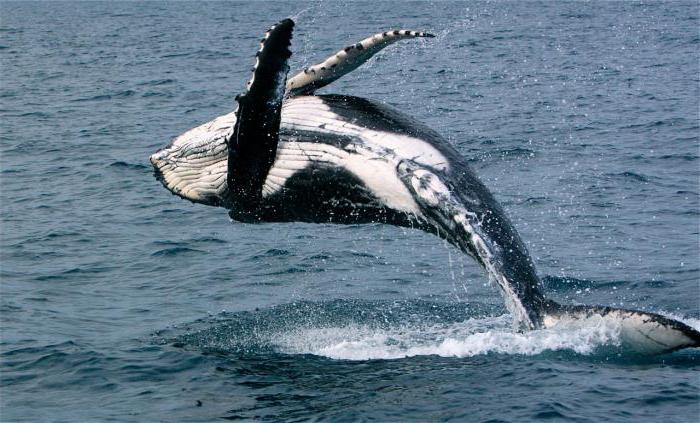  значение слова кит