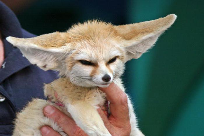 интересные факты о лисицах