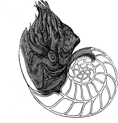 Как выглядит моллюск наутилус