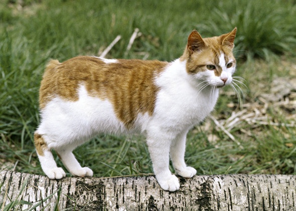 Кошка - размеры и вес